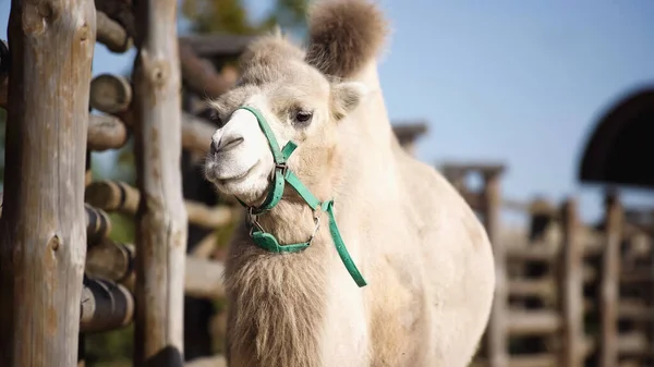Camelo Peludo Perto Cerca Madeira Com Primeiro Plano Borrado — Fotografia de Stock