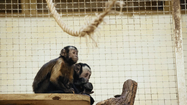 furry chimpanzee sitting in cage and eating bread 