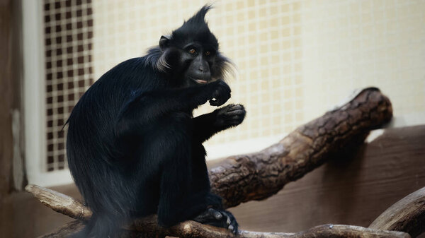 black monkey sitting on wooden branch in cage