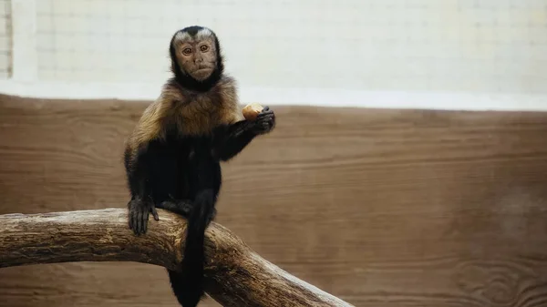 Wildpelz Affe Sitzt Auf Holzzweig Mit Bio Kartoffeln — Stockfoto