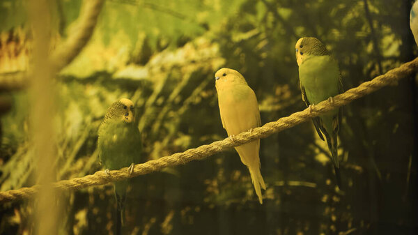 попугаи сидят на веревке в зоопарке на размытом переднем плане 