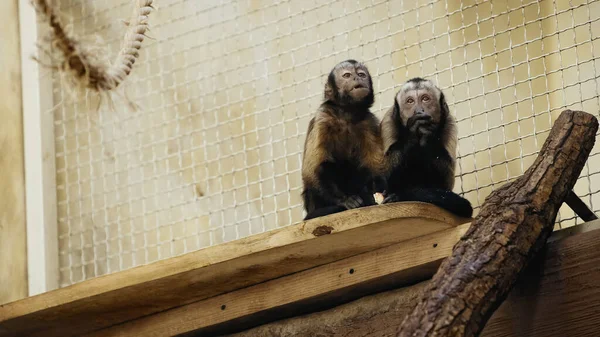 Chimpanze Images Libres De Droit Photos De Chimpanze Depositphotos Chimpanze Images Libres De Droit Photos De Chimpanze Depositphotos