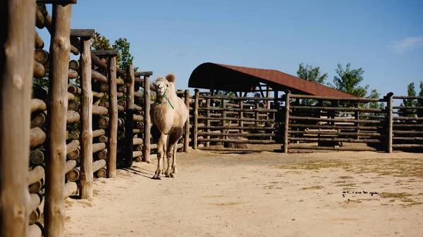 Luz del sol en camello peludo caminando cerca de valla de madera en el zoológico moderno - foto de stock