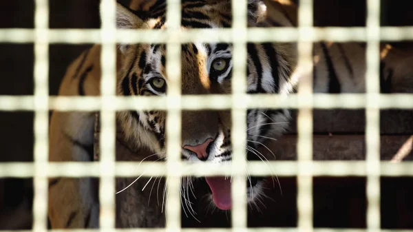 Tiger yawning in cage with blurred foreground — Stock Photo