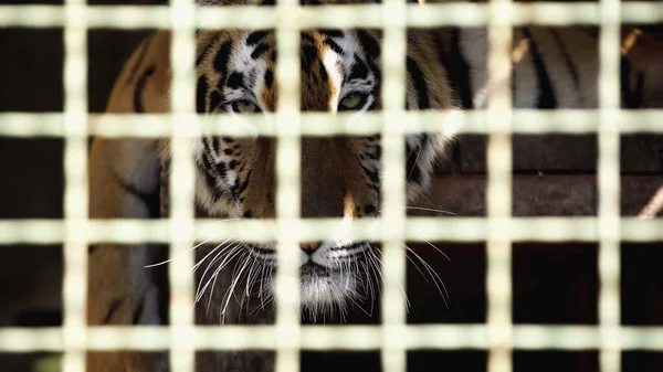 Tigre olhando para a câmera através da gaiola com primeiro plano borrado — Fotografia de Stock
