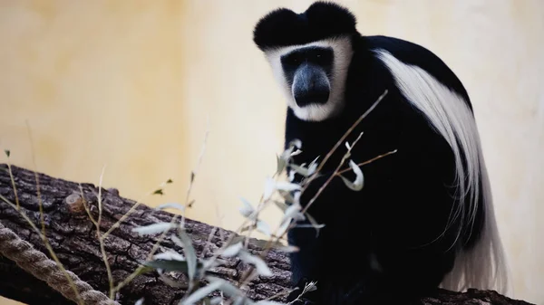 Scimmia bianca e nera seduta su un ramo di legno vicino alle foglie dello zoo — Foto stock