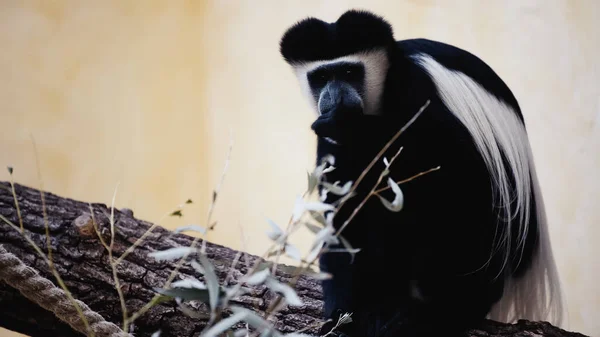 Macaco preto e branco comendo planta no zoológico — Fotografia de Stock