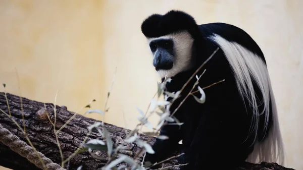 Macaco preto e branco sentado no galho de madeira perto de folhas borradas no zoológico — Fotografia de Stock