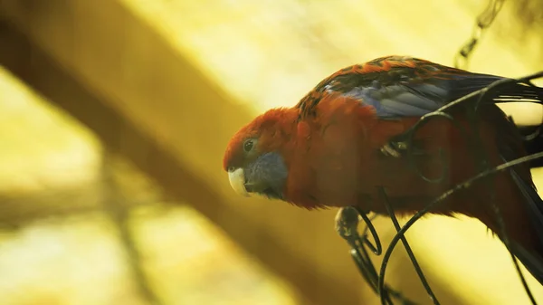 Papagaio vermelho e azul sentado em gaiola metálica no zoológico — Fotografia de Stock