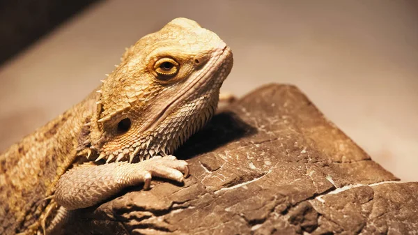 Wild chameleon climbing on stone — Stock Photo