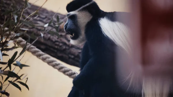 Scimmia in bianco e nero con bocca aperta nello zoo — Foto stock