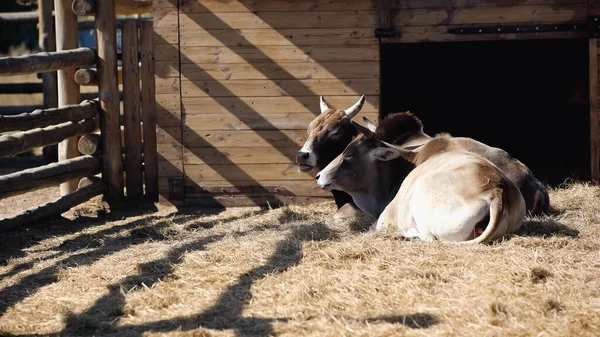 La lumière du soleil sur les taureaux manger du foin tout en étant couché dans le zoo — Photo de stock