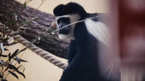 Macaco preto e branco perto de folhas no zoológico com primeiro plano borrado — Fotografia de Stock