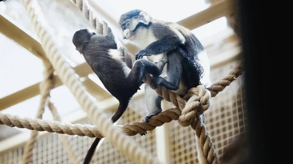 Wild monkeys playing on ropes in zoo with blurred foreground — Stock Photo