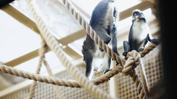 Macacos selvagens sentados em cordas no zoológico com primeiro plano desfocado — Fotografia de Stock