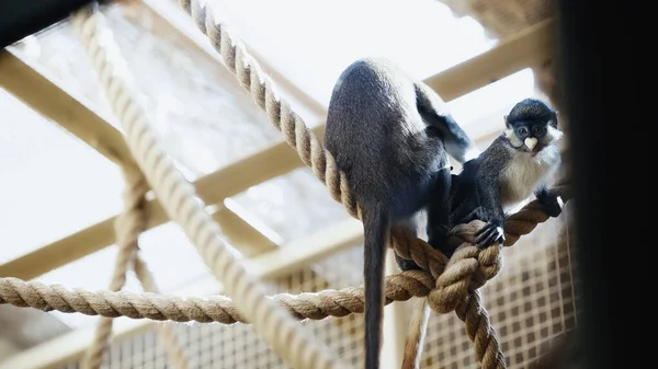 Macacos brincando em cordas no zoológico com primeiro plano borrado — Fotografia de Stock