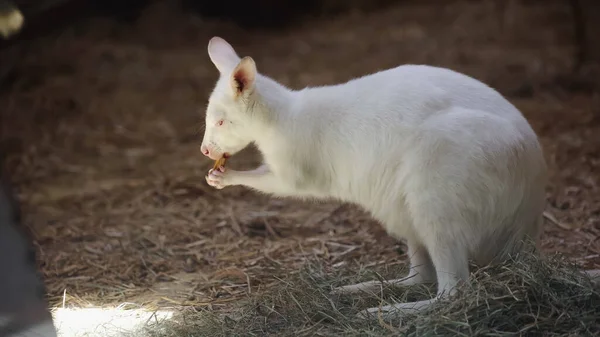 Branco bebê canguru comer vegetais e de pé no feno no zoológico — Fotografia de Stock