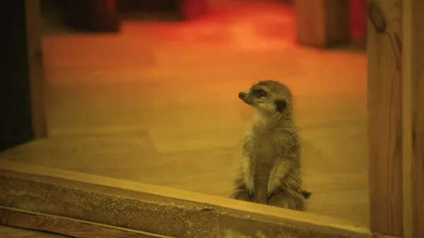 Selvagem meerkat olhando para longe perto de vidro no zoológico — Fotografia de Stock