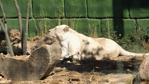 Leoa deitada perto de parede verde e plantas no zoológico — Fotografia de Stock