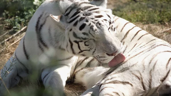 Sunlight on striped white tiger licking fur outside — Stock Photo