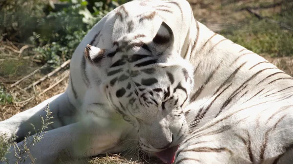 Luz solar no tigre branco lambendo peles no zoológico — Fotografia de Stock