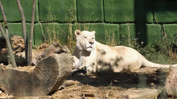 Wilde Löwin liegt neben grüner Mauer und Pflanzen im Zoo — Stockfoto