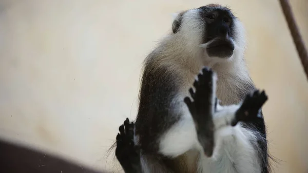 Vista ad angolo basso di scimmia pelosa seduta su vetro nello zoo — Foto stock