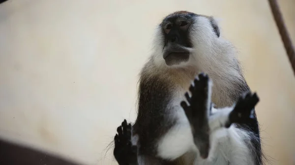 Low angle view of furry monkey sitting near glass in zoo — Stock Photo