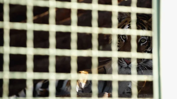 Небезпечний тигр дивиться на камеру через клітку з розмитим переднім планом в зоопарку — стокове фото