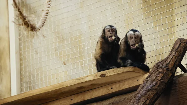 Коричневый шимпанзе ест хлеб в клетке — стоковое фото