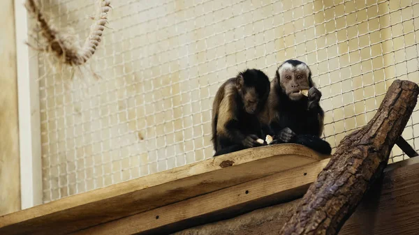 Chimpanzé selvagem e marrom comendo pão na gaiola do zoológico — Fotografia de Stock