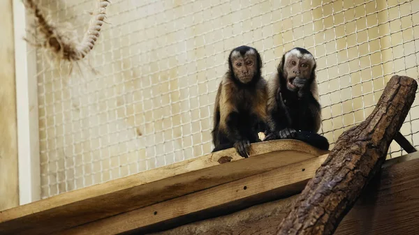Chimpancé salvaje comiendo sabroso pan en la jaula del zoológico - foto de stock