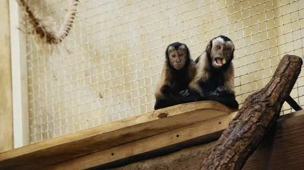 Chimpancé salvaje marrón comiendo pan en el zoológico - foto de stock