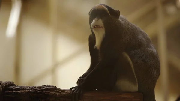 Mono blanco y negro salvaje sentado en el zoológico - foto de stock