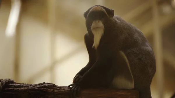 Macaco preto e branco selvagem sentado no ramo no zoológico — Fotografia de Stock