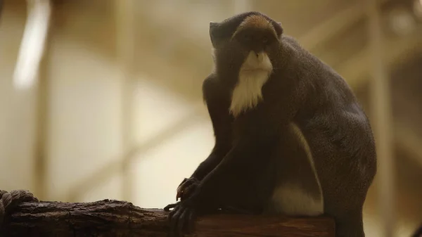 Macaco peludo blanco y negro sentado en una rama de madera en el zoológico - foto de stock