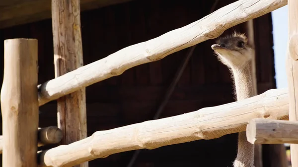 Дикий страус смотрит сквозь деревянный забор — стоковое фото