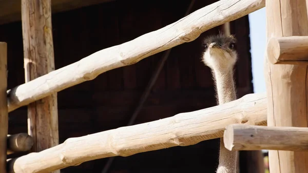 Дикий страус дивиться на камеру через дерев'яний паркан — стокове фото