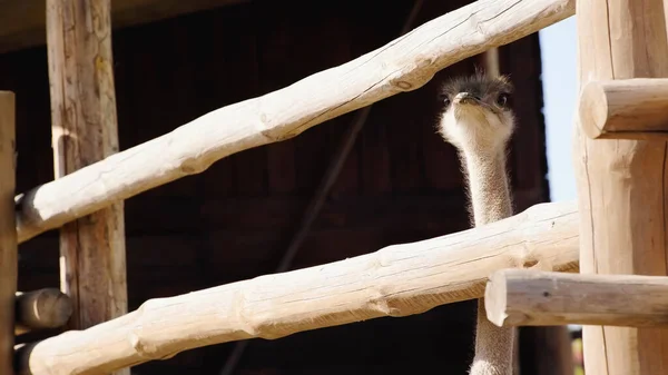 Wild ostrich looking at camera through wooden fence — Stock Photo