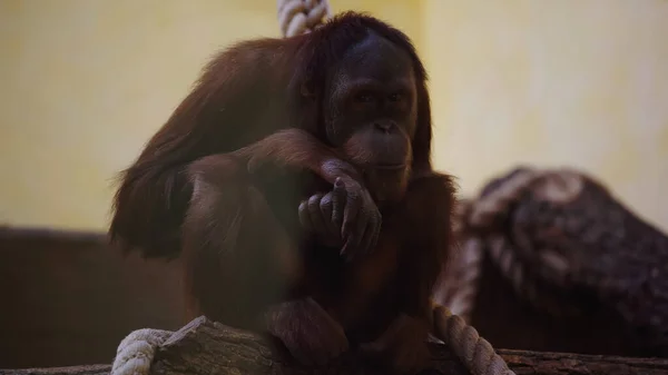 Macaco marrón salvaje sentado cerca de la cuerda en el zoológico - foto de stock