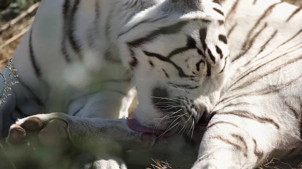 Sunshine on white tiger licking fur outside — Stock Photo
