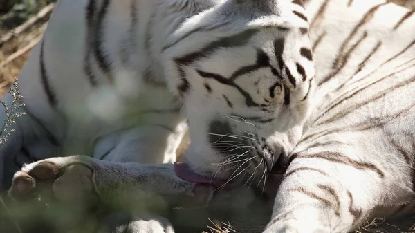 Sonnenschein auf weißem Tiger, der draußen Fell leckt — Stockfoto