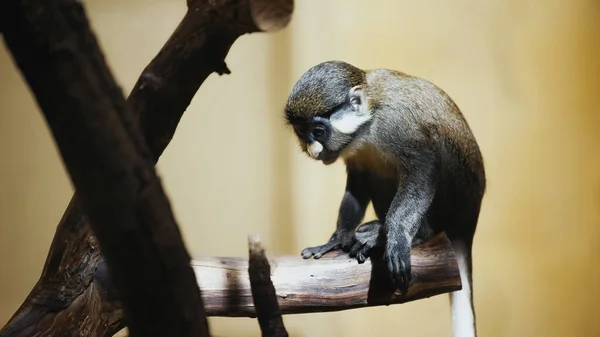 Gibbone selvatico e peloso seduto su un albero sfocato nello zoo — Foto stock