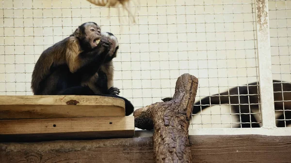 Chimpanzé selvagem sentado na gaiola e comendo pão — Fotografia de Stock