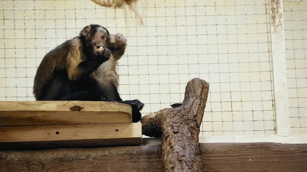 Macacos peludos e selvagens comendo pão saboroso no zoológico — Fotografia de Stock