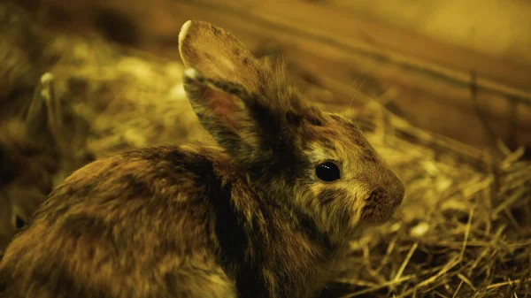 Пухнастий і м'який кролик їсть траву в зоопарку — стокове фото