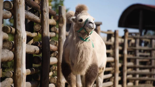 Sunlight on furry camel walking near wooden fence — Stock Photo