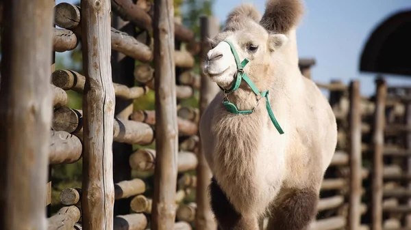 Furry camel walking near wooden fence with blurred foreground — Stock Photo