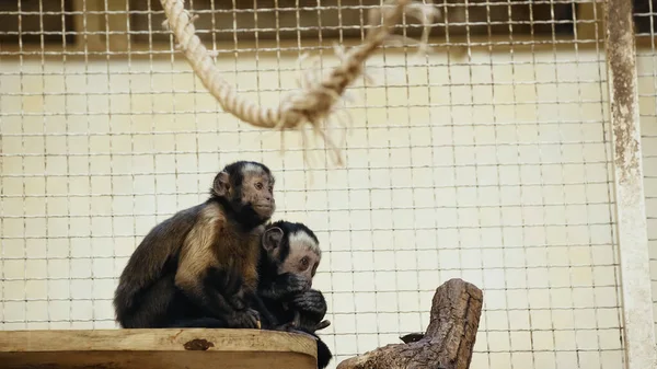 Furry chimpanzee sitting in cage and eating bread — Stock Photo