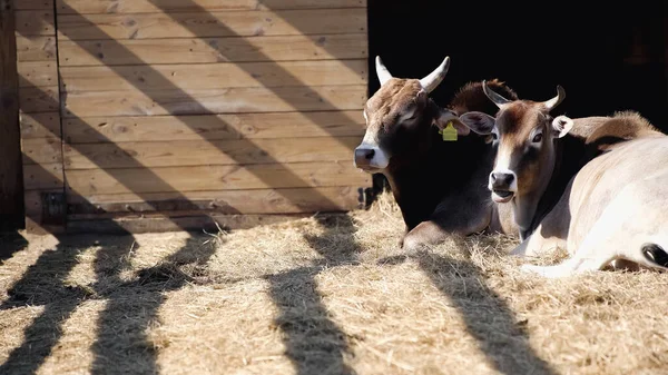 Дикие быки едят сено и лежат возле деревянного забора в зоопарке — стоковое фото